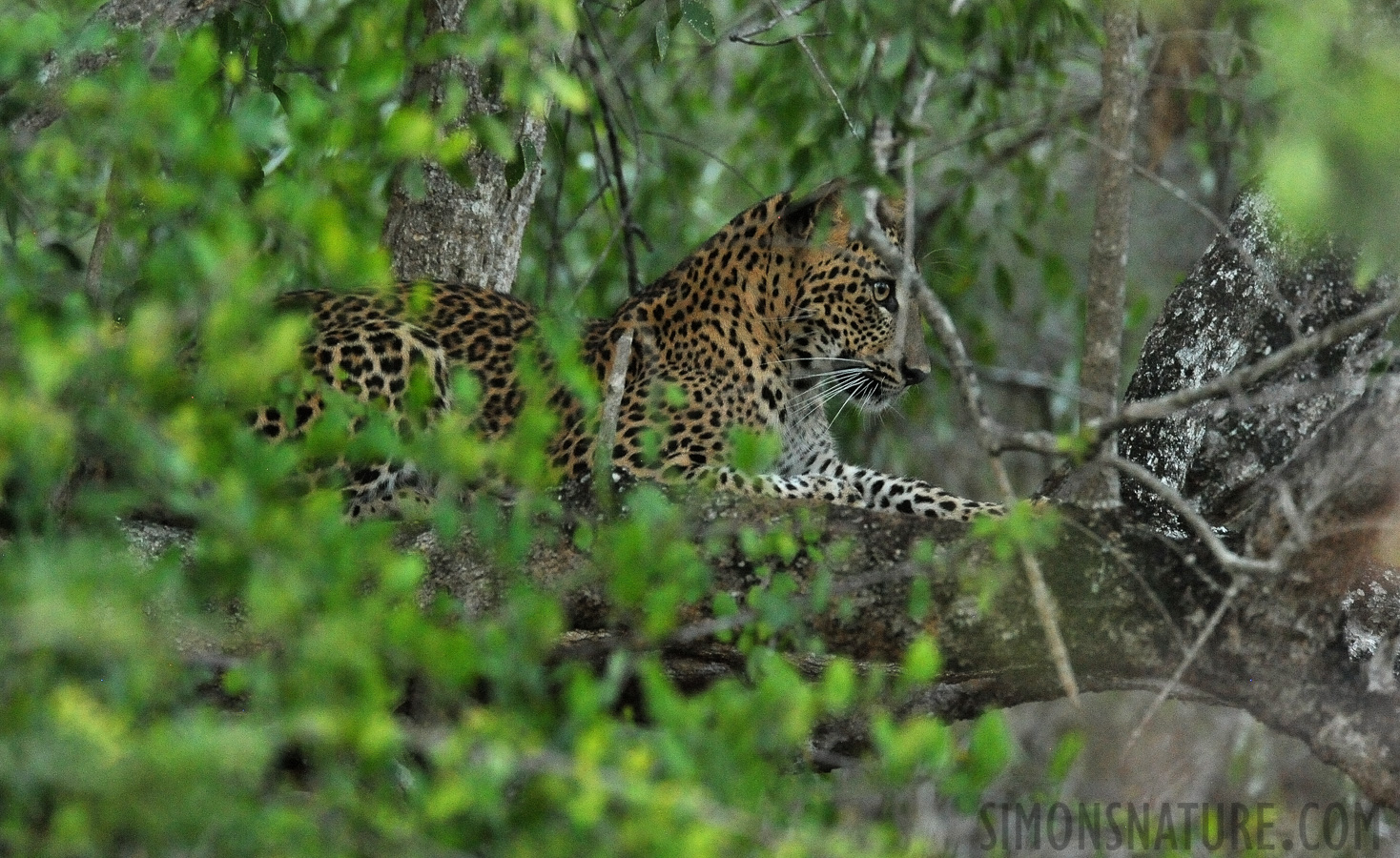 Panthera pardus kotiya [550 mm, 1/60 sec at f / 8.0, ISO 6400]